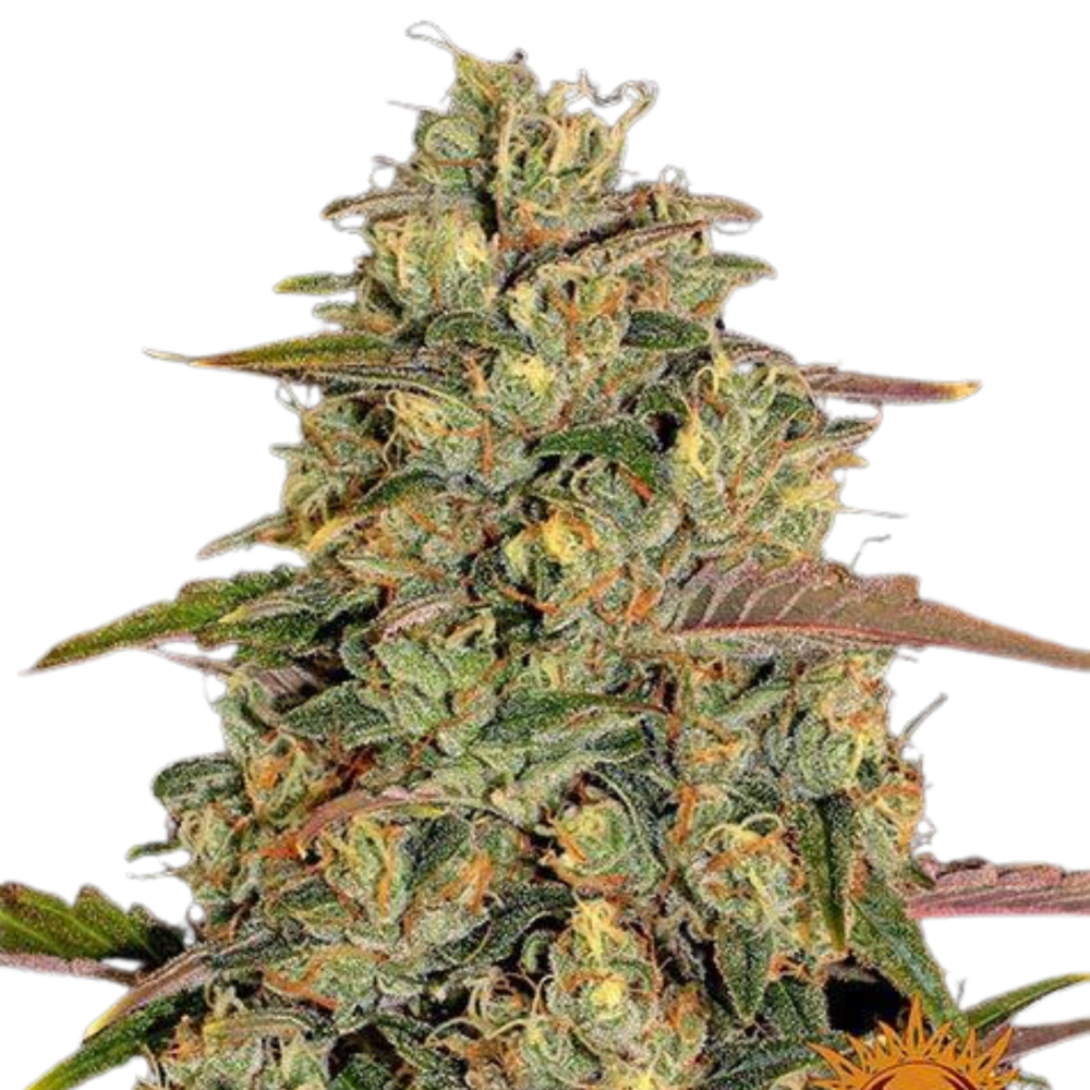 SEA OF GREEN - BARNEYS FARM