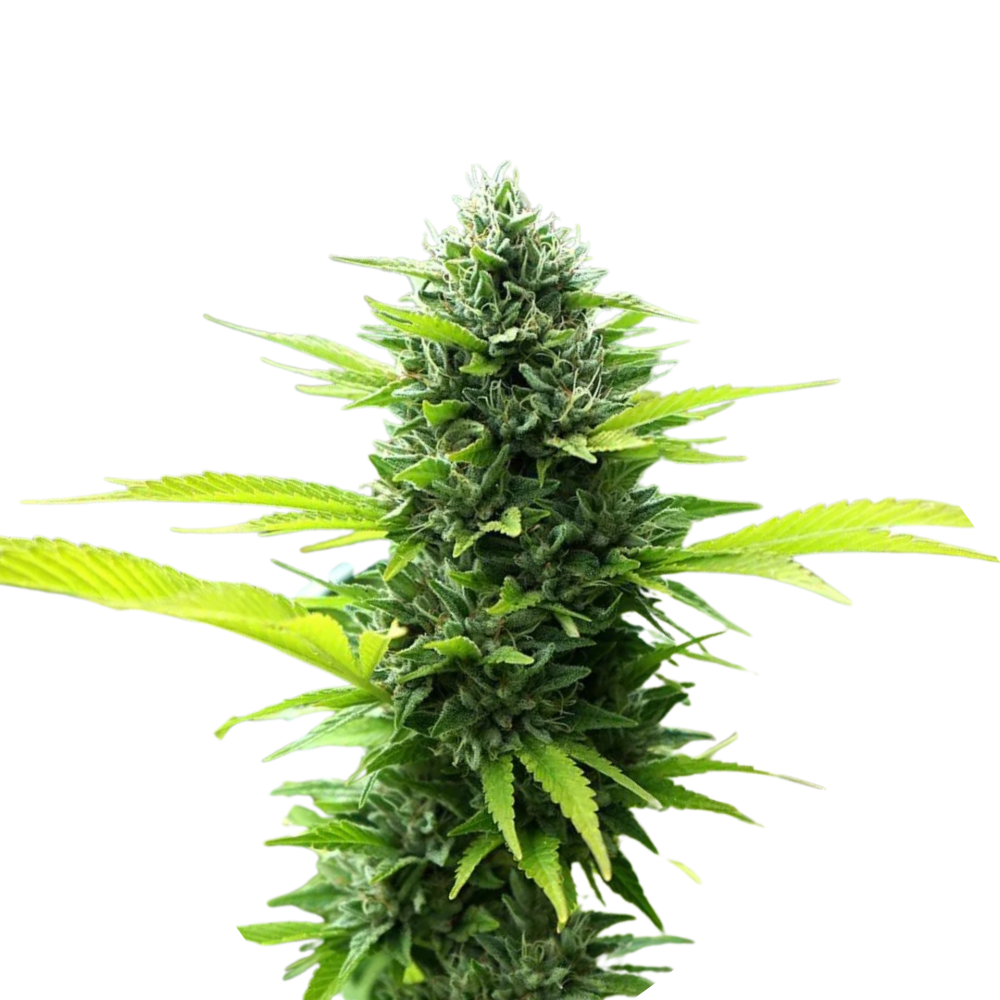 SEA OF GREEN - HUMBOLDT