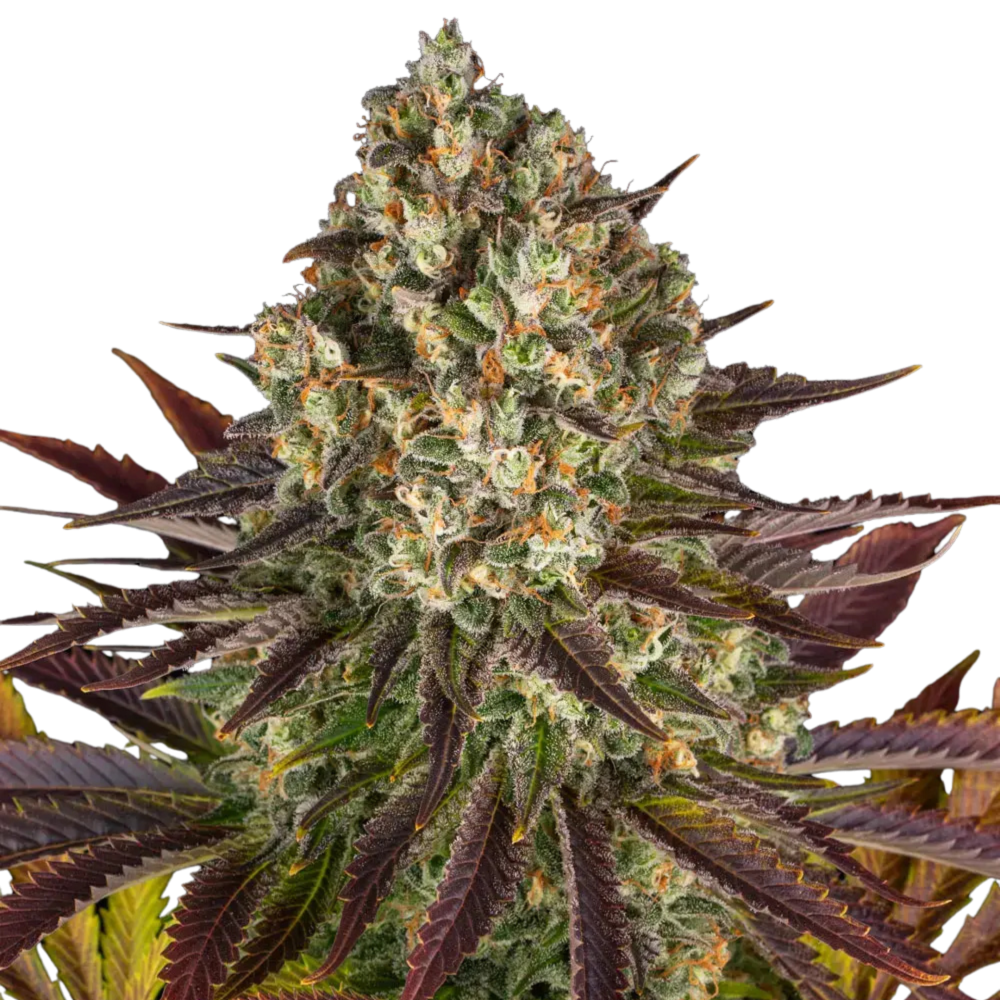 SEA OF GREEN - BARNEYS FARM