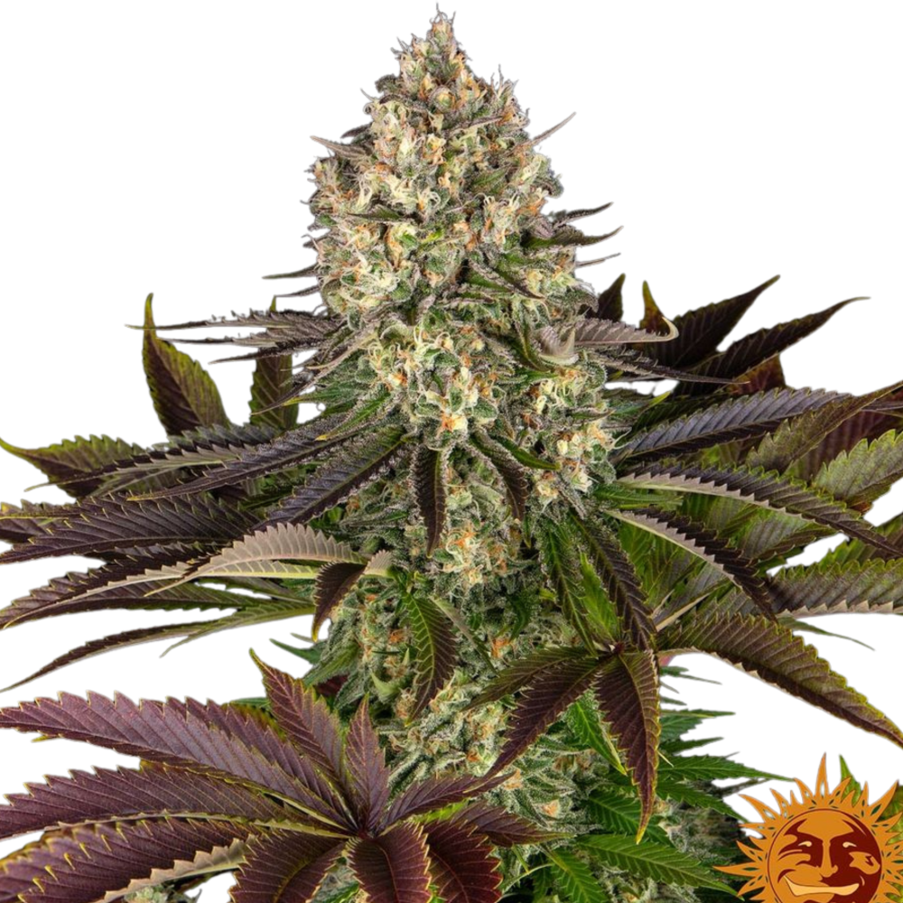SEA OF GREEN - BARNEYS FARM