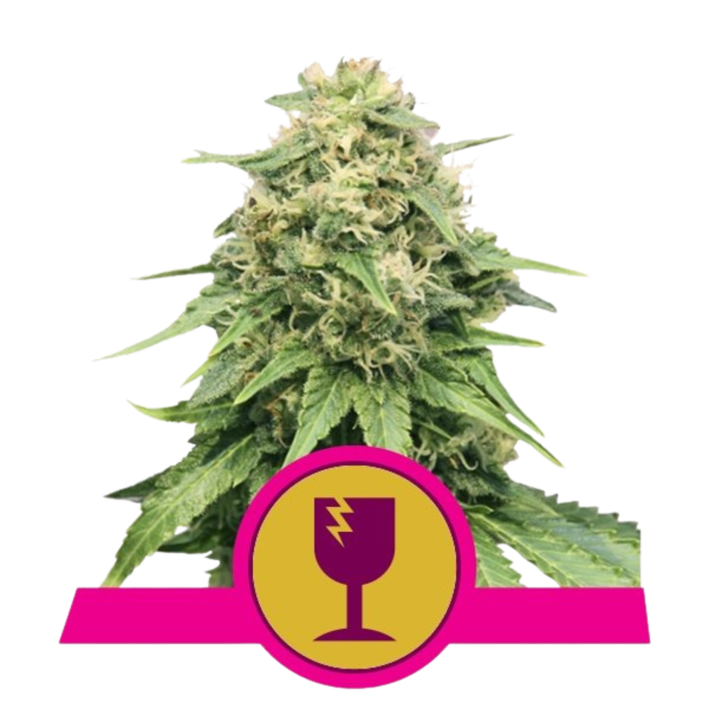 SEA OF GREEN - ROYAL QUEEN SEEDS