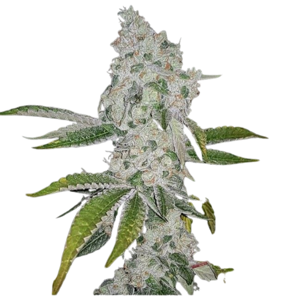 SEA OF GREEN - THE PURE PLUG