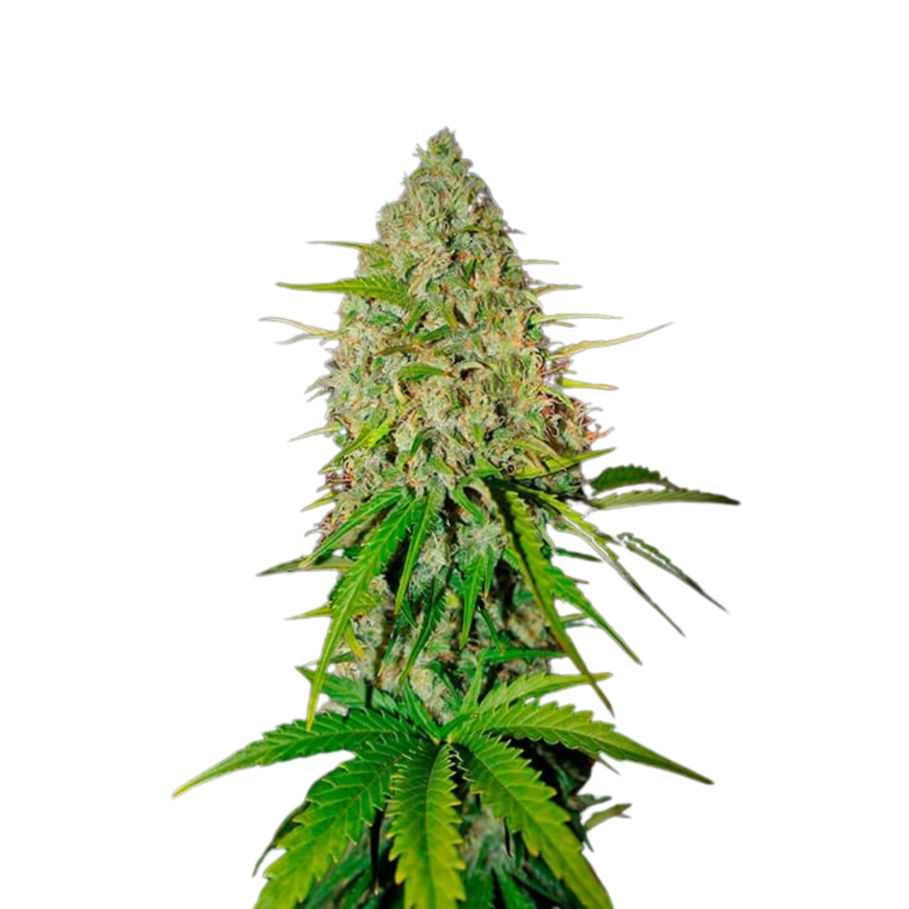 GRAPEFRUIT AUTO - 3 Samen GRAPEFRUIT AUTO - 3 Samen