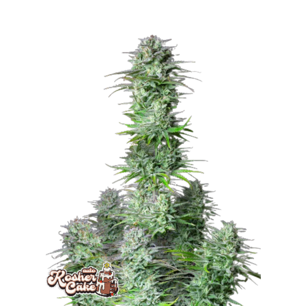 KOSHER CAKE AUTO - 3 Samen KOSHER CAKE AUTO - 3 Samen