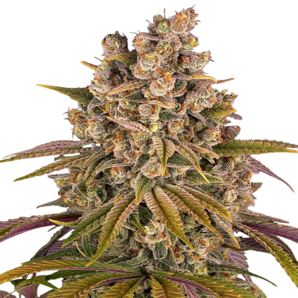 SEA OF GREEN - BARNEYS FARM