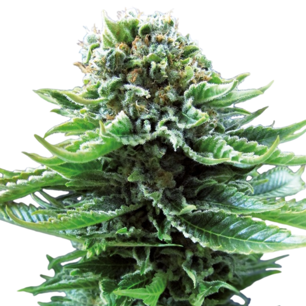 SEA OF GREEN - SENSI SEEDS