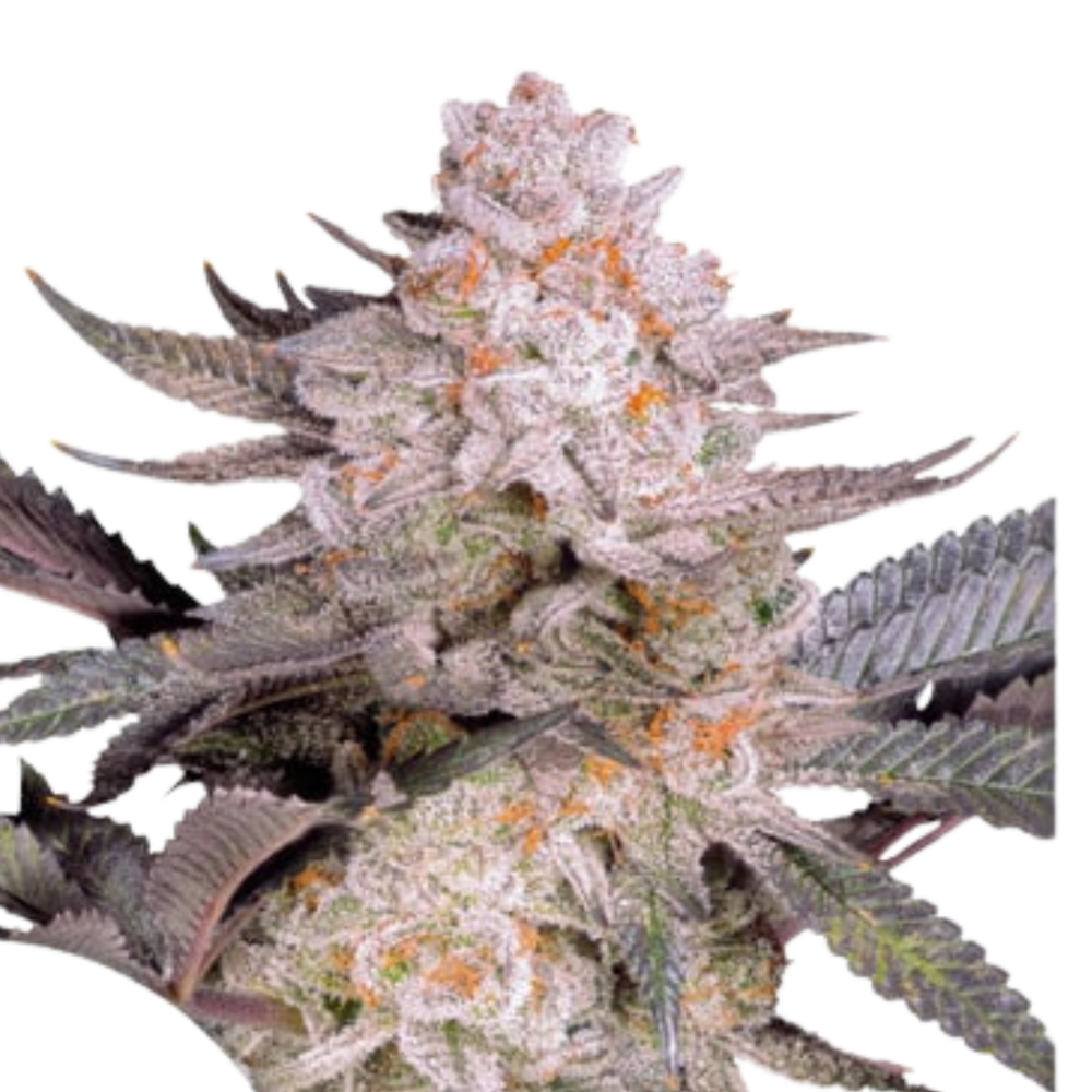 SEA OF GREEN - DUTCH PASSION