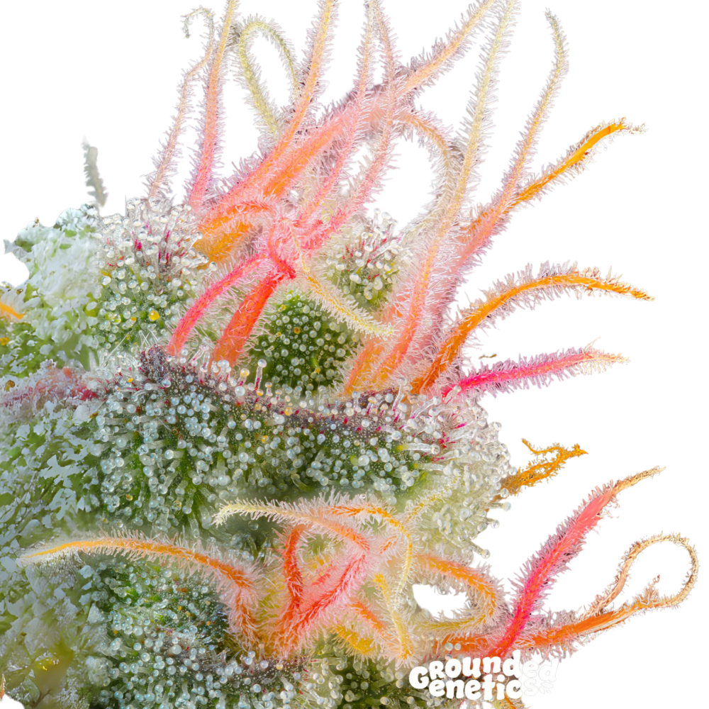 SEA OF GREEN - GROUNDED GENETICS