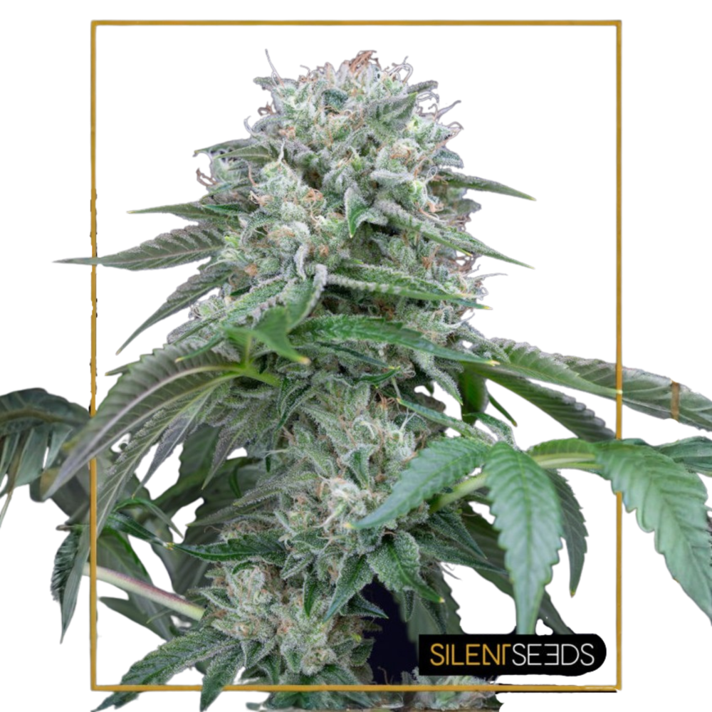 SEA OF GREEN - SILENT SEEDS