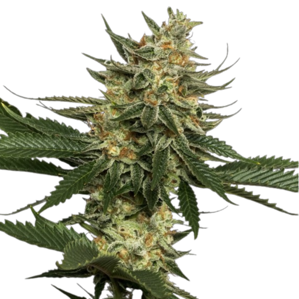 SEA OF GREEN - DNA GENETICS