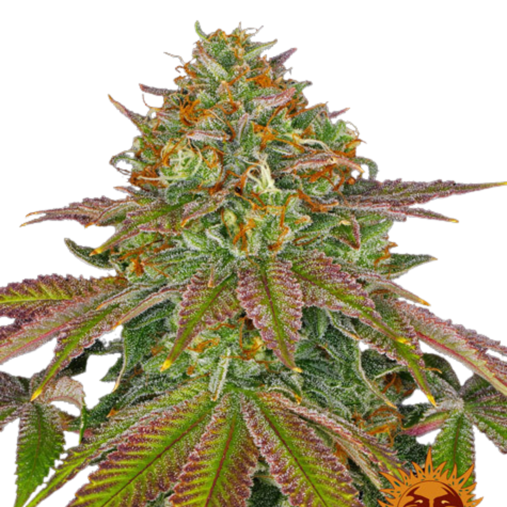 SEA OF GREEN - BARNEYS FARM
