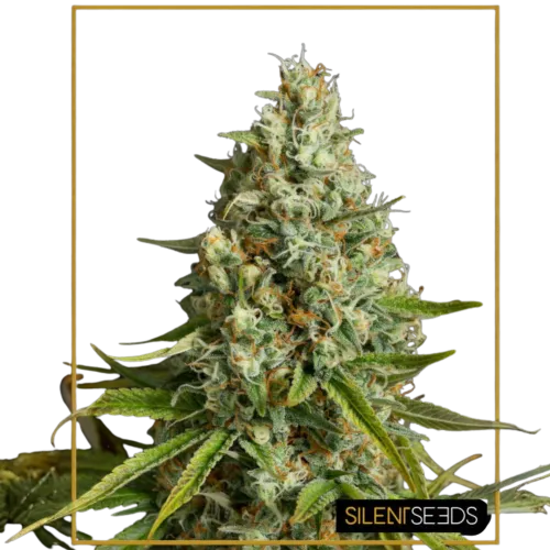 SEA OF GREEN - SILENT SEEDS