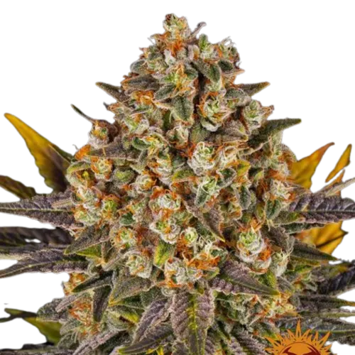 SEA OF GREEN - BARNEYS FARM