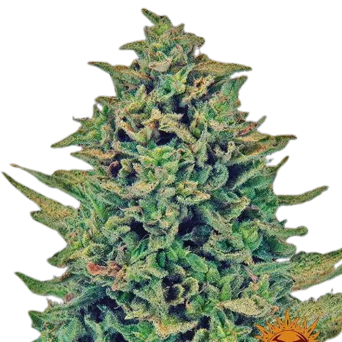 SEA OF GREEN - BARNEYS FARM