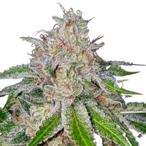 SEA OF GREEN - CROCKETT FAMILY FARMS