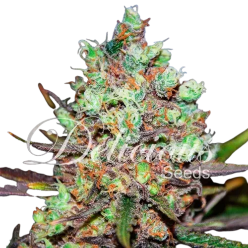 COTTON CANDY KUSH - 3 Samen