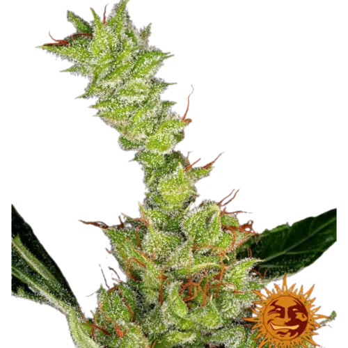 SEA OF GREEN - BARNEYS FARM