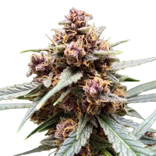SEA OF GREEN - DUTCH PASSION