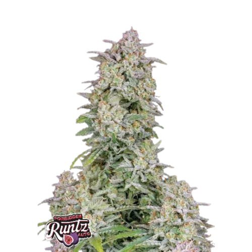 SEA OF GREEN - 420 FASTBUDS