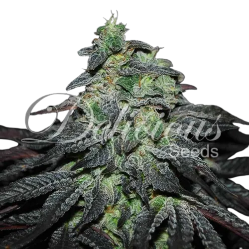 SEA OF GREEN - DELICIOUS SEEDS