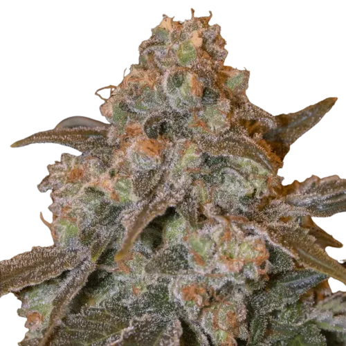 SEA OF GREEN - SILENT SEEDS