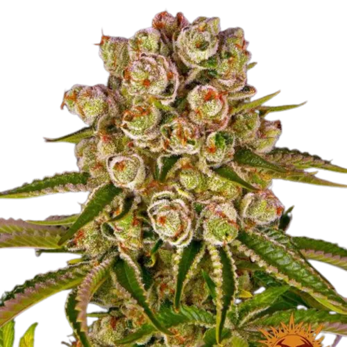 SEA OF GREEN - BARNEYS FARM