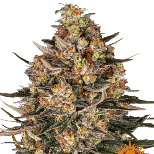 SEA OF GREEN - BARNEYS FARM
