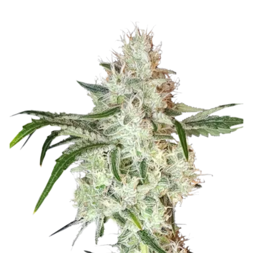 SEA OF GREEN - SUPER SATIVA SEED CLUB