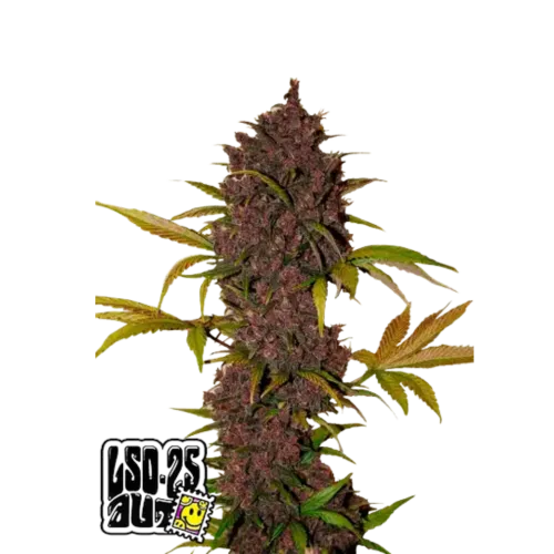 SEA OF GREEN - 420 FASTBUDS