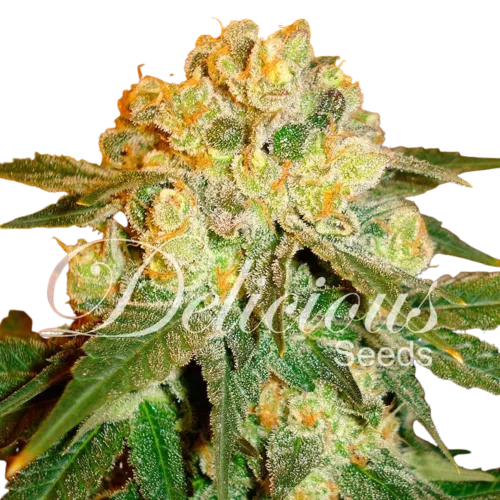 SEA OF GREEN - DELICIOUS SEEDS