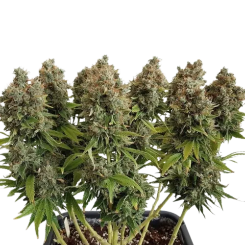 SEA OF GREEN - DUTCH PASSION