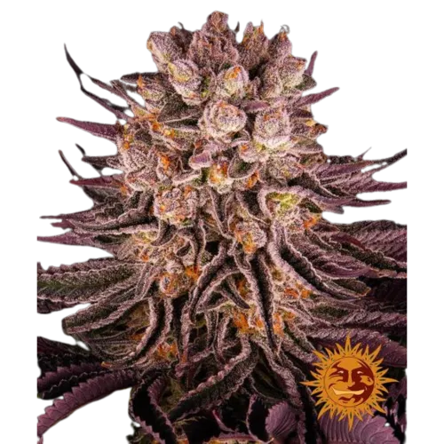 SEA OF GREEN - BARNEYS FARM