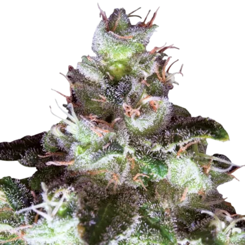 SEA OF GREEN - PARADISE SEEDS