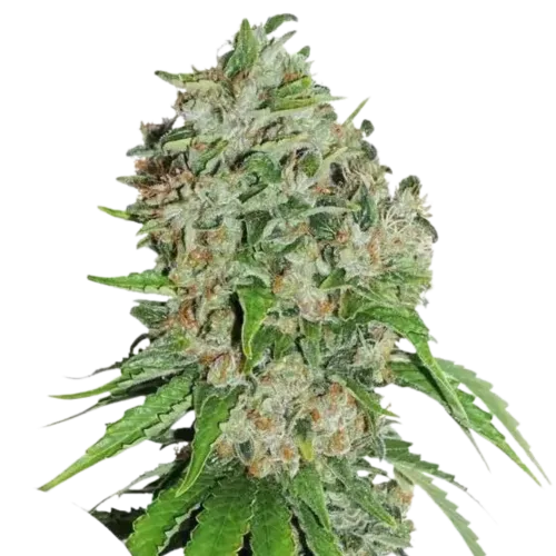 OUTLAW AMNESIA - 5 Samen