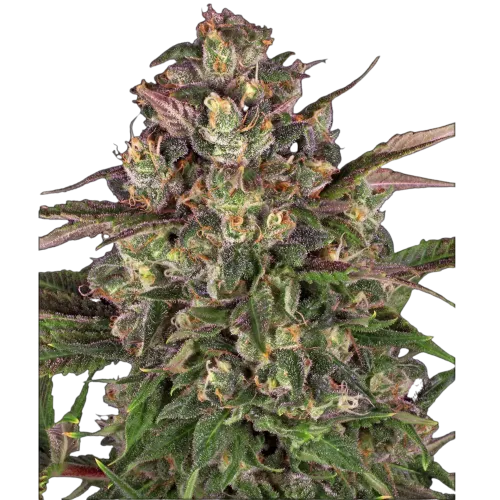 SEA OF GREEN - BARNEYS