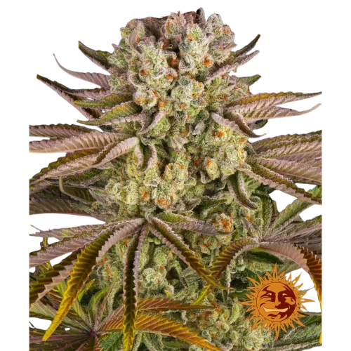 SEA OF GREEN - BARNEYS FARM