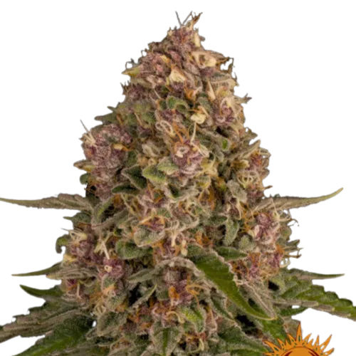SEA OF GREEN - BARNEYS FARM