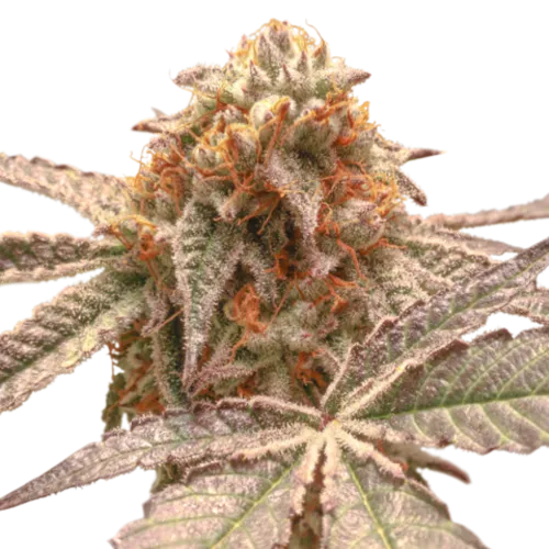 SEA OF GREEN - SUPER SATIVA SEED CLUB