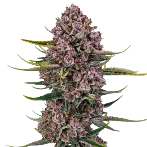 SEA OF GREEN - SILENT SEEDS