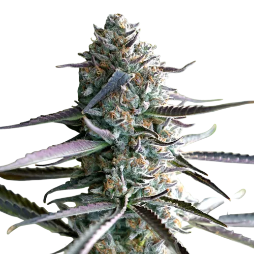 SEA OF GREEN - HUMBOLDT