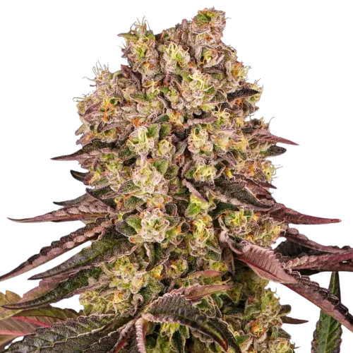 SEA OF GREEN - BARNEYS FARM