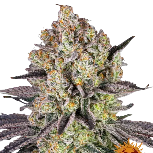 SEA OF GREEN - BARNEYS FARM