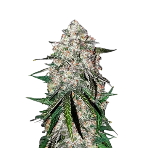 SEA OF GREEN - 420 FASTBUDS