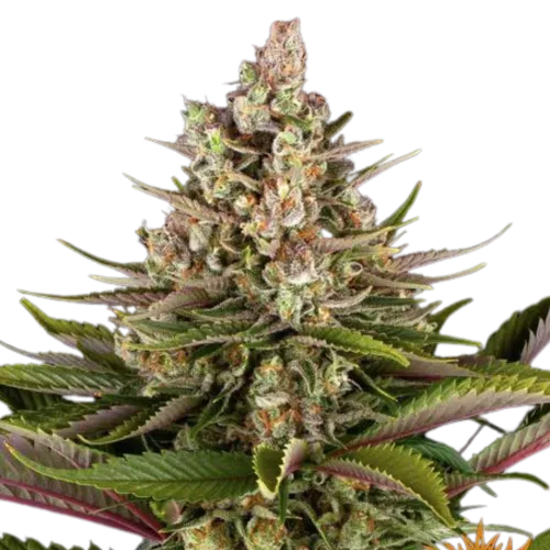 SEA OF GREEN - BARNEYS FARM