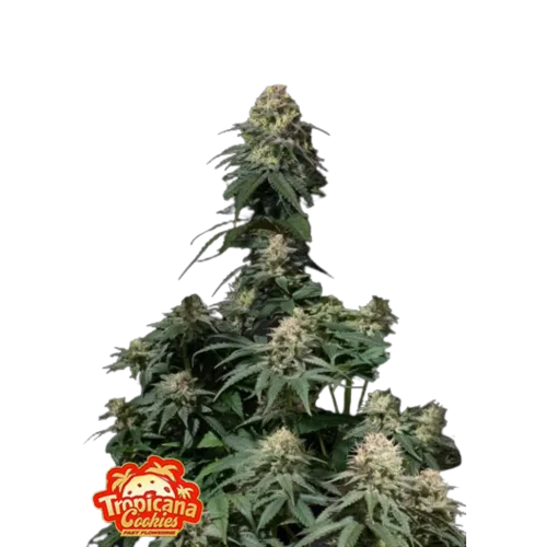 SEA OF GREEN - 420 FASTBUDS