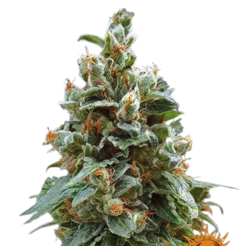 SEA OF GREEN - BARNEYS FARM
