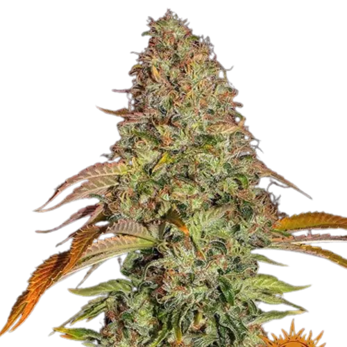 SEA OF GREEN - BARNEYS FARM
